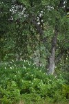 California Buckeye under Blue Oak