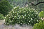 California Buckeye