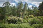 California Buckeye w/ Gray Pines