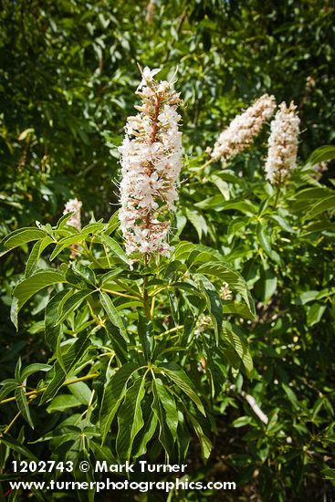 Aesculus californica