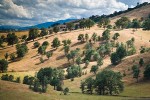 Blue Oaks on rolling hills