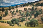 Blue Oaks on rolling hills