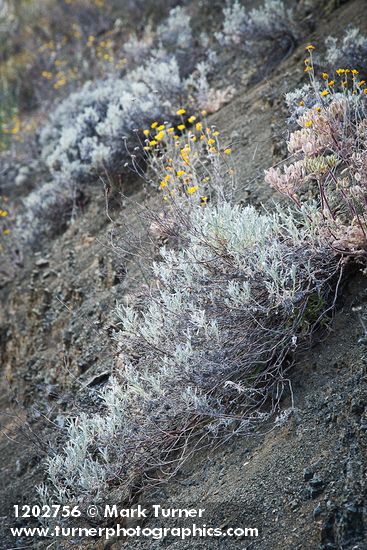 Eriogonum wrightii