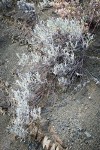 Bastardsage