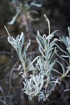 Bastardsage foliage detail