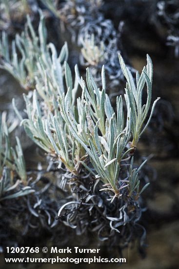 Eriogonum wrightii