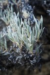 Bastardsage foliage detail