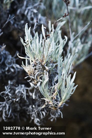 Eriogonum wrightii