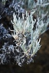 Bastardsage foliage