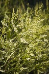 Chamise blossoms & foliage