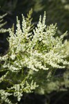 Chamise blossoms & foliage