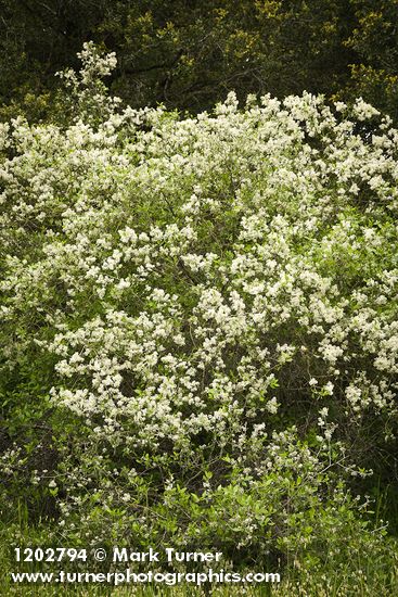 Ceanothus incanus