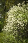 Coast Whitethorn