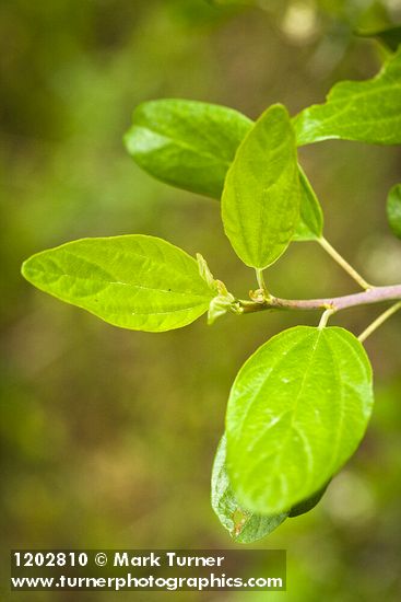 Ceanothus incanus