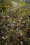 Arching Ceanothus