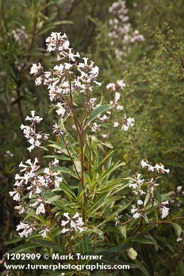 Eriodictyon californicum