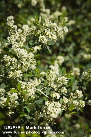 Ceanothus cordulatus