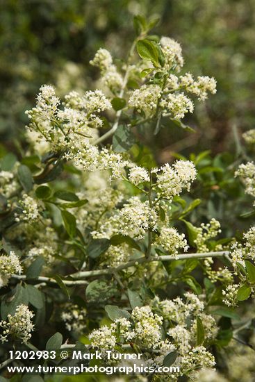 Ceanothus cordulatus