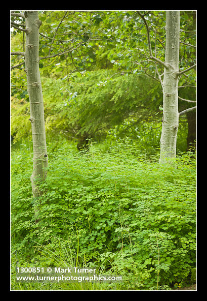 Thalictrum occidentale; Populus tremuloides