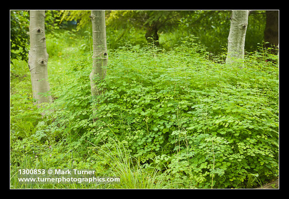 Thalictrum occidentale; Populus tremuloides