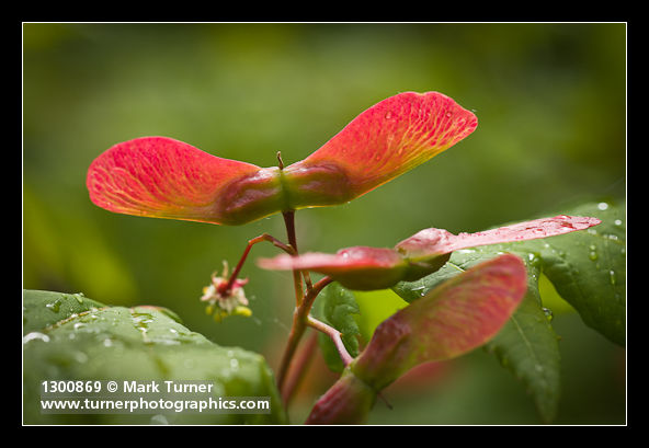 Acer circinatum