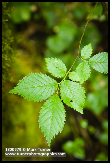Ulmus pumila