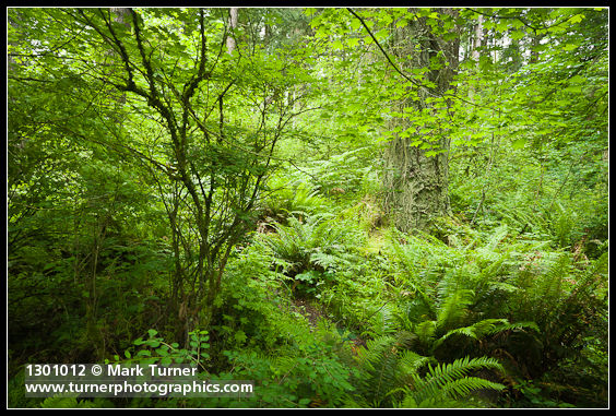 Vaccinium parvifolium; Acer circinatum; Polystichum munitum; Symphoricarpos alba