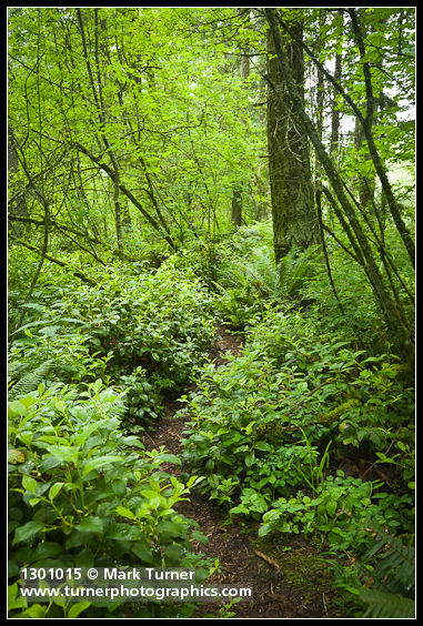 Gaultheria shallon; Acer circinatum; Pseudotsuga menziesii