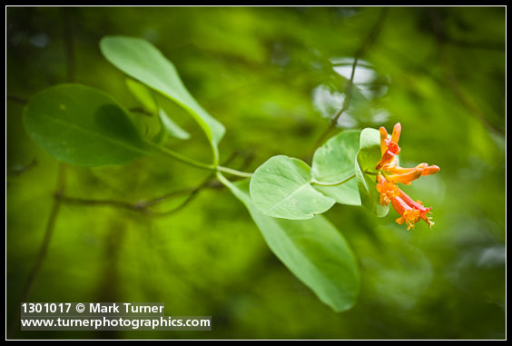 Lonicera ciliosa