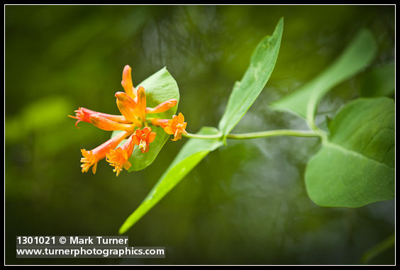 Lonicera ciliosa