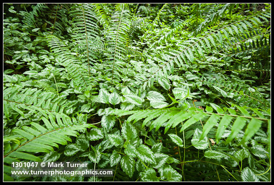 Lamiastrum galeobdolon; Polystichum munitum