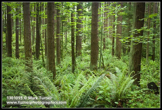 Pseudotsuga menziesii; Polystichum munitum