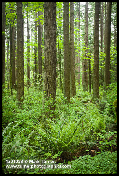 Pseudotsuga menziesii; Polystichum munitum; Oemleria cerasiformis