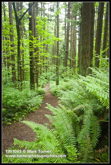 Pseudotsuga menziesii; Acer macrophyllum; Polystichum munitum