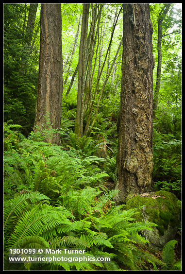 Pseudotsuga menziesii; Polystichum munitum; Acer macrophyllum