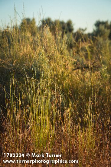 Pseudoroegneria spicata; Bromus tectorum