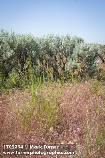 Pseudoroegneria spicata; Bromus tectorum; Artemisia tridentata