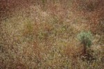Woolly Plantain among Cheatgrass