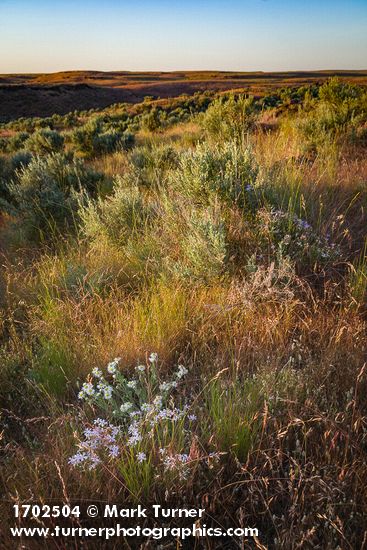 Phlox longifolia; Erigeron pumilus; Artemisia tridentata