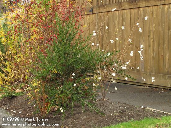 Symphoricarpos albus