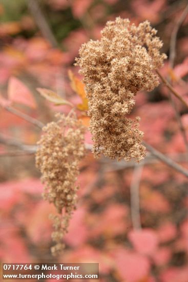 Holodiscus discolor