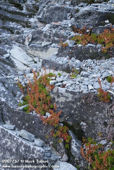 Luetkea pectinata