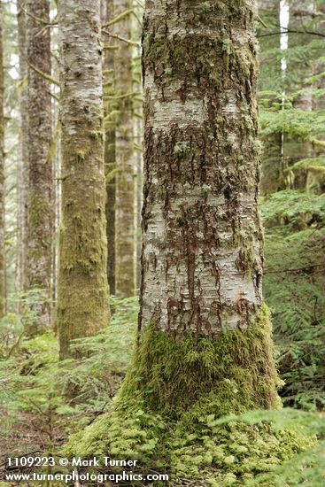 Abies amabilis