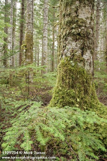 Abies amabilis