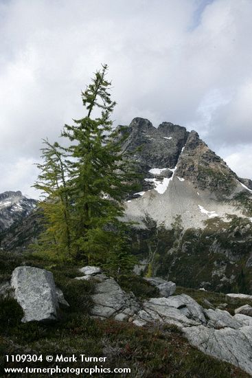 Larix lyallii