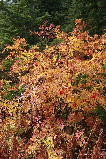 Sorbus sitchensis