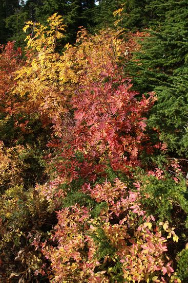 Sorbus sitchensis; Vaccinium ovalifoium