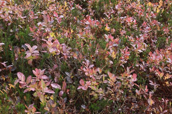 Vaccinium deliciosum