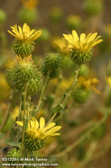 Grindelia nana var. nana