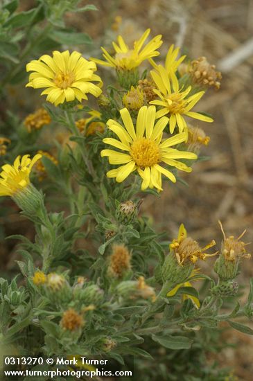 Heterotheca villosa var. villosa (Chrysopsis villosa)
